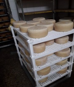 GRIGLIA.PECORINO